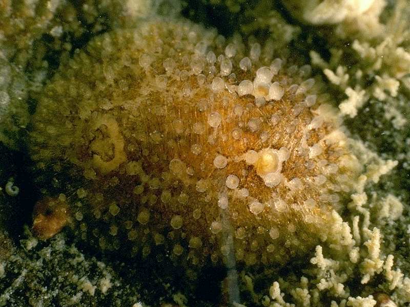 Onchidoris sparsa